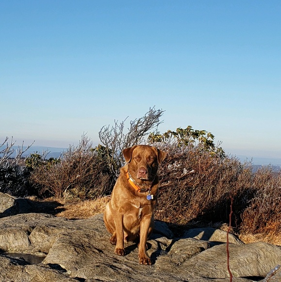 Meet your Posher, Gilbert - Picture 1 of 1